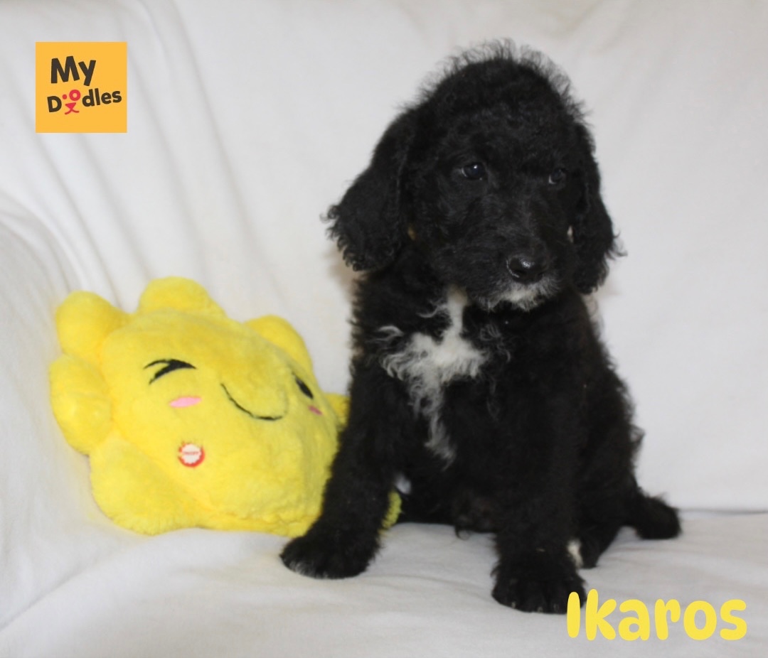 Labradoodle F1B