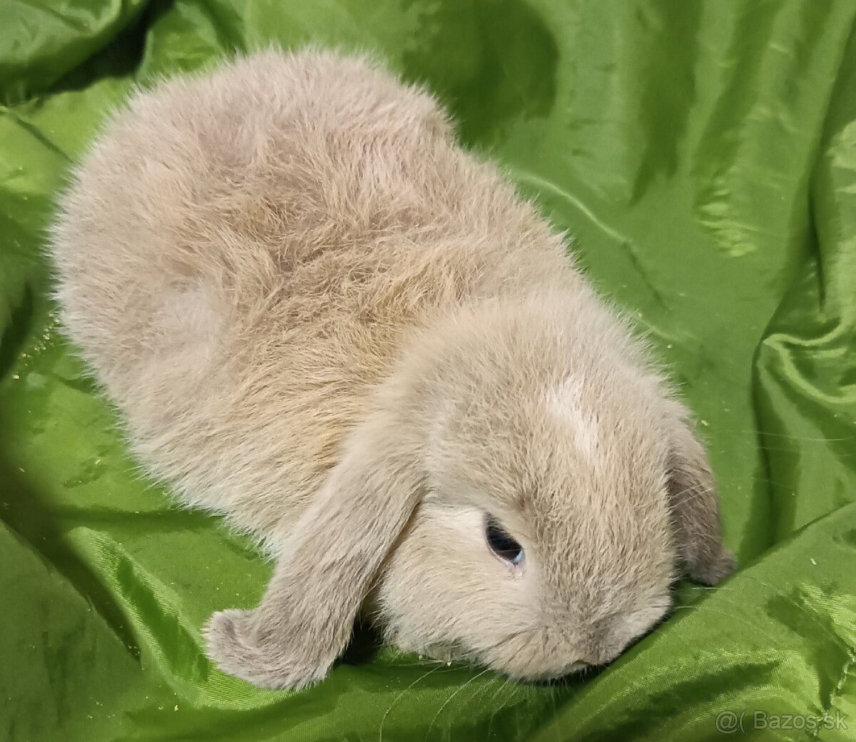 Hnedá minilop samička mláďa