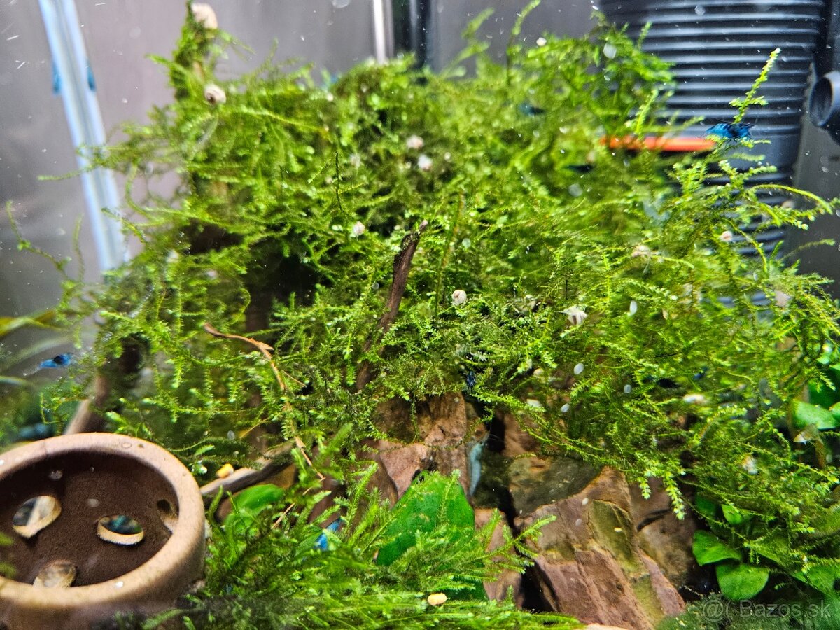 Akcia-Mini ampulária špirálová - Asolene spixi