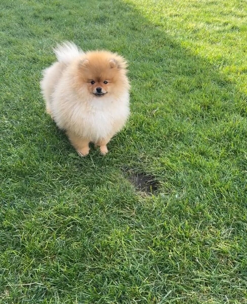 Pomeranian