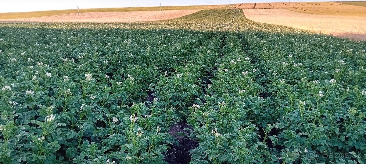 Predám zemiaky, jačmeň a pšenicu