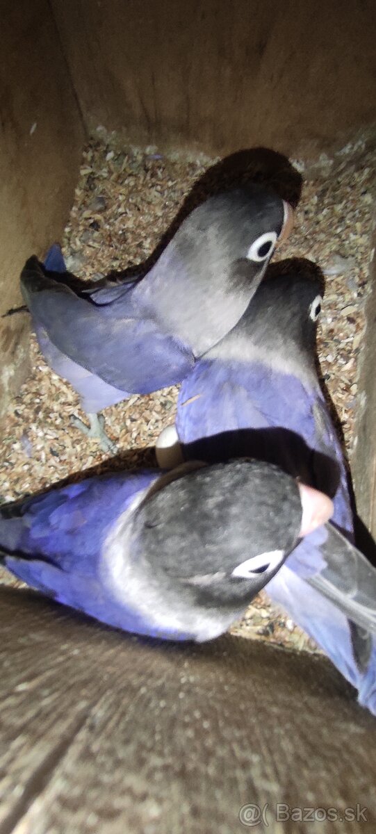 Agapornis škraboskovy