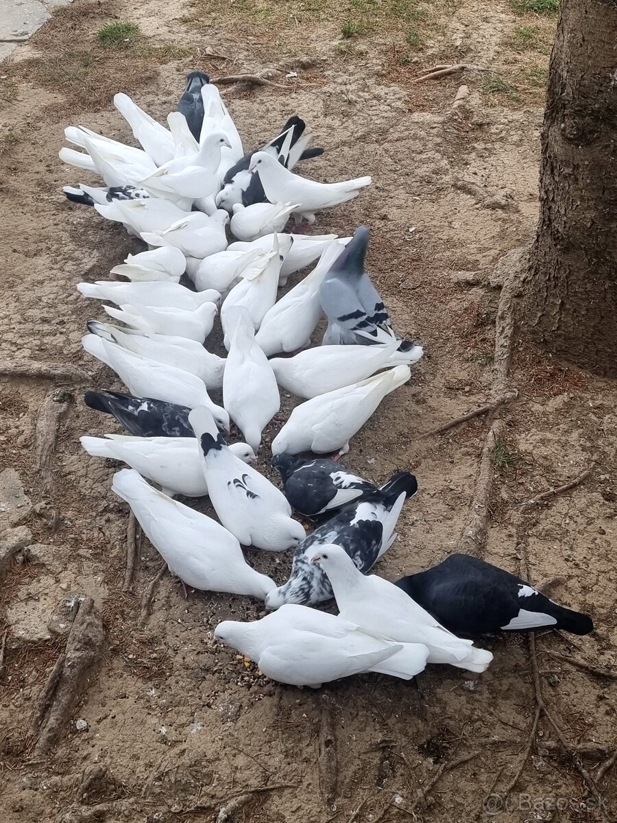 BIELE POŠTOVÉ HOLUBY