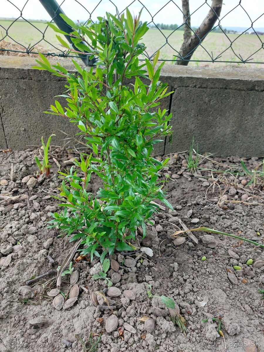 Granatove jablko / Granatovnik