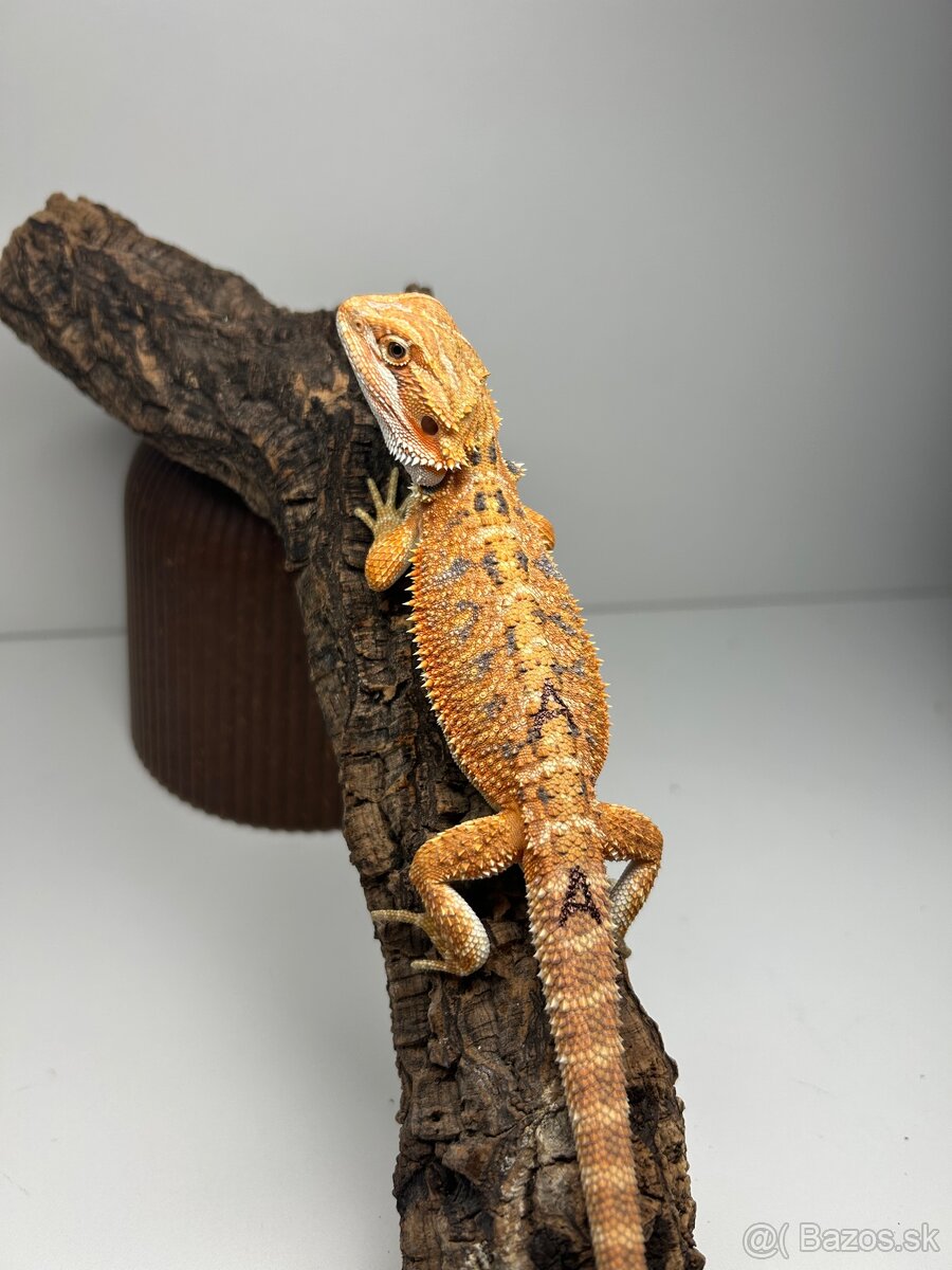 Agama bradatá - samice