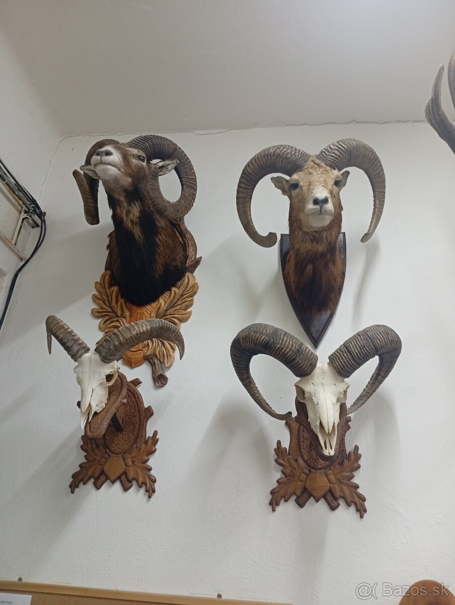 Parozie trofeje zhody