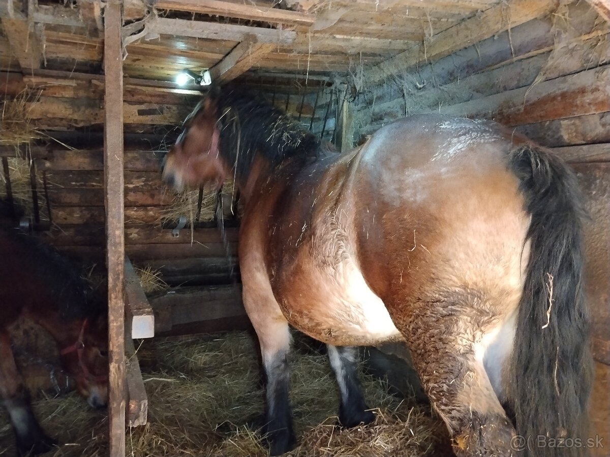 Predám tažnu vysoko žrebnu kobylu