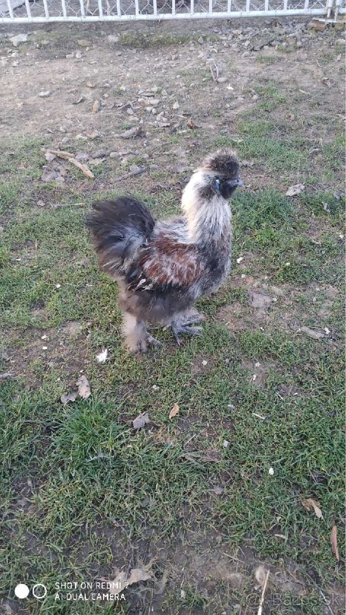 Predam 4-mesacneho kohutika hodvabnicky