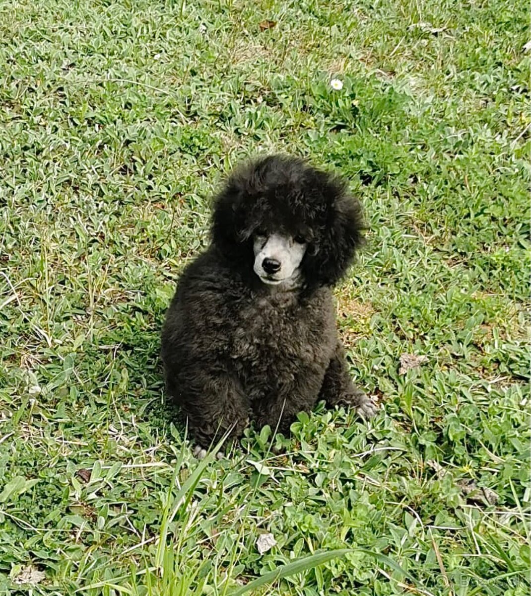 Toy pudel pudlik