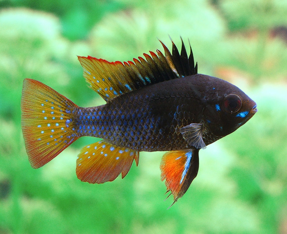 Cichlidka Ramirezova - Black