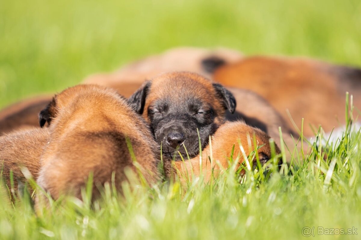 Belgický ovčiak Malinois s PP