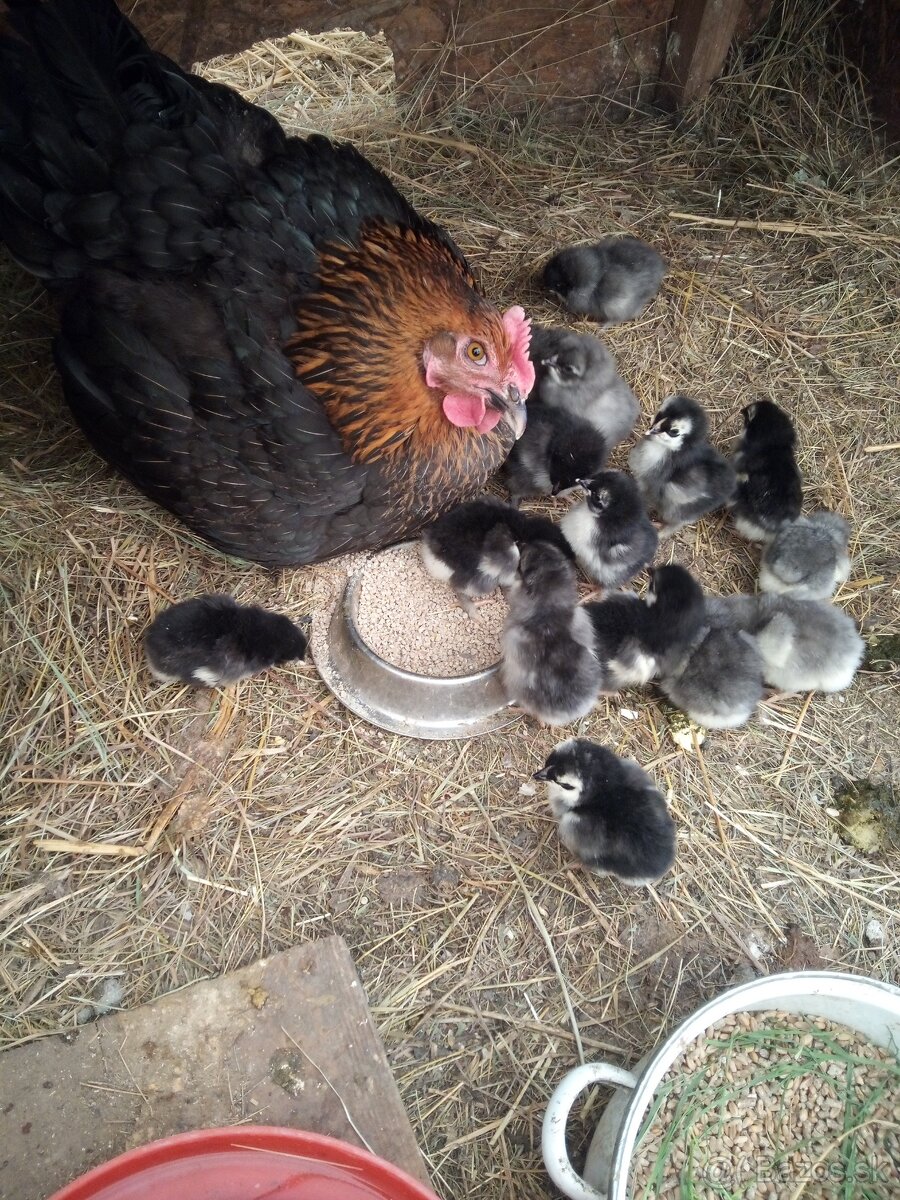 Kvôčka marans s kuriatkami
