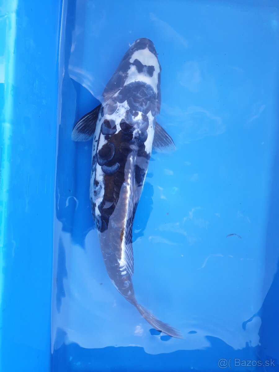 Koi kapre