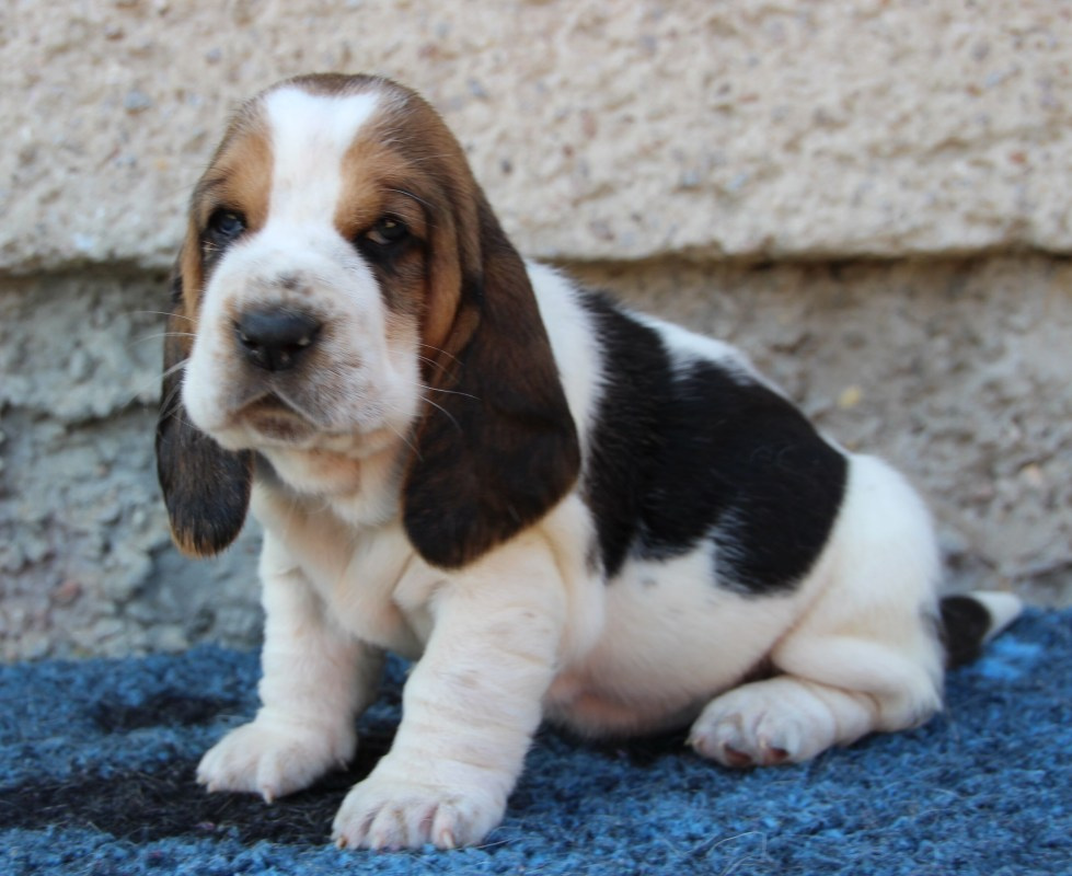 Basset hound - šteniatka s PP po importovaných rodičoch