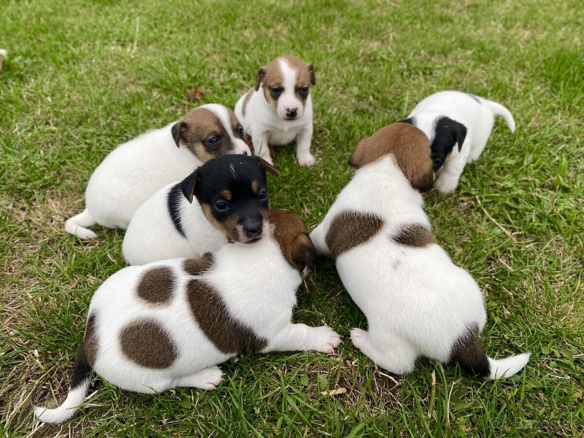 Jack Russel Terier