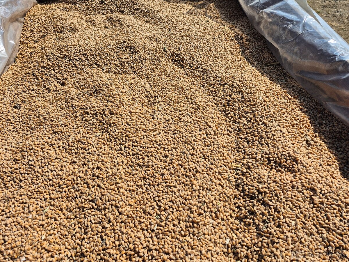 Predam jačmeň, pšenicu