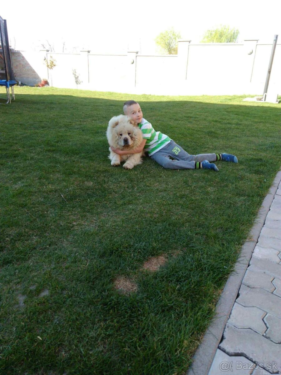 Cau cau