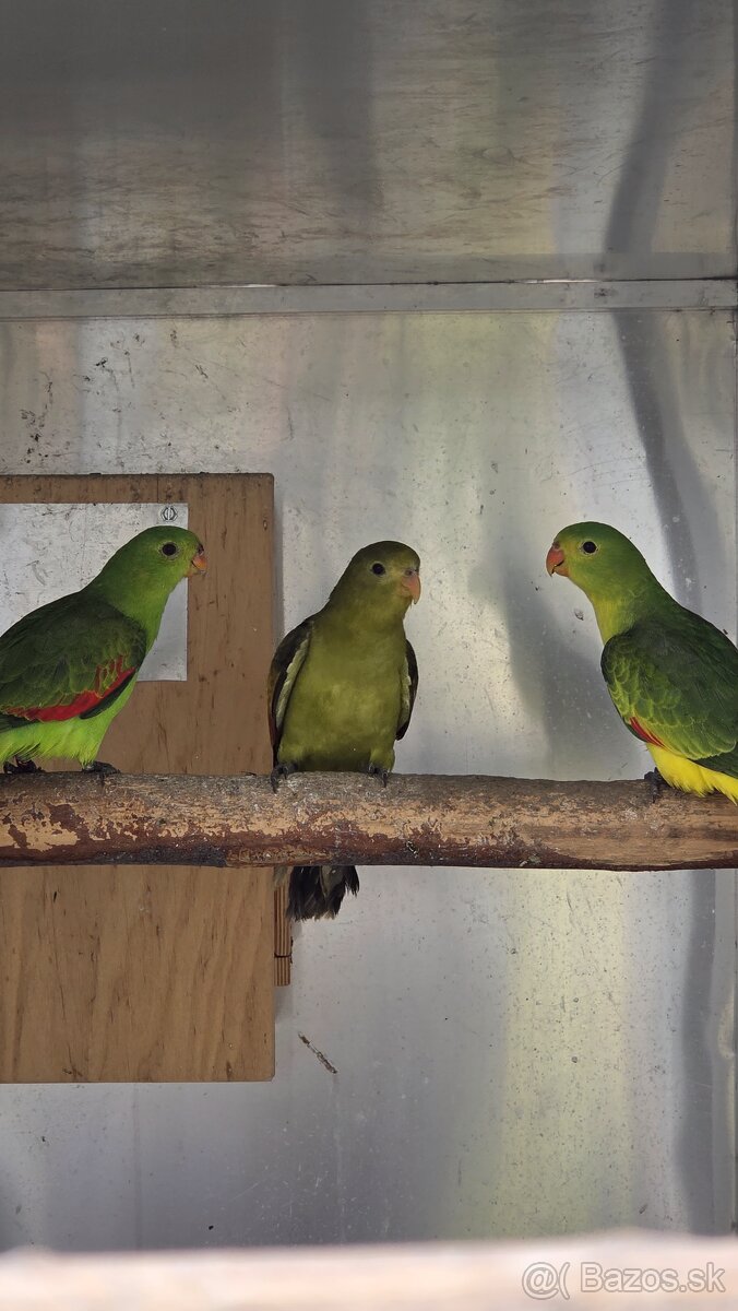 Cervenokridly papagáj