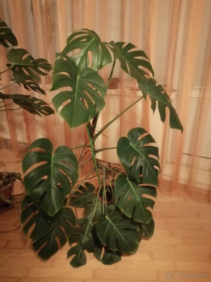 Monstera