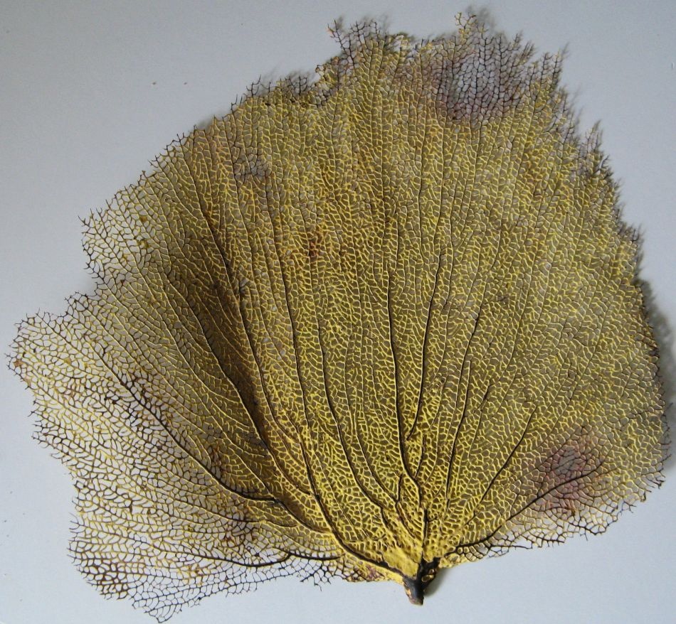 Gorgonia flabellum, žlutá, nádherná