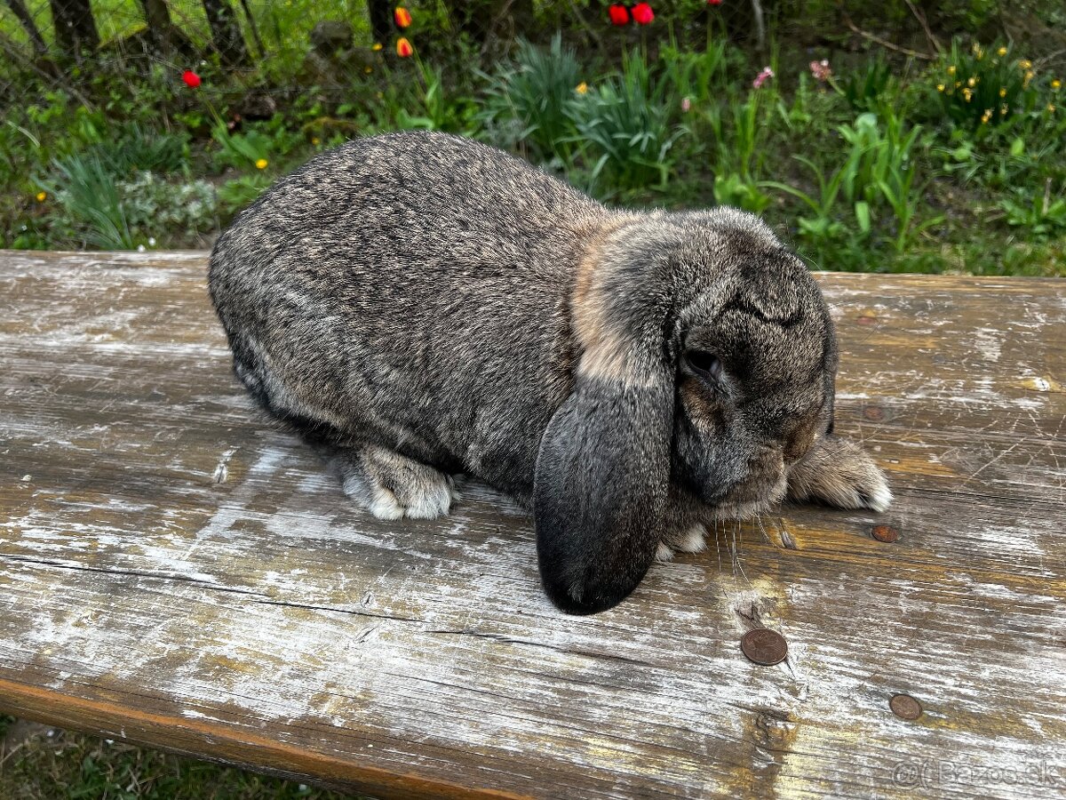 Francuzsky baran - Žarnovica | Bazoš.sk
