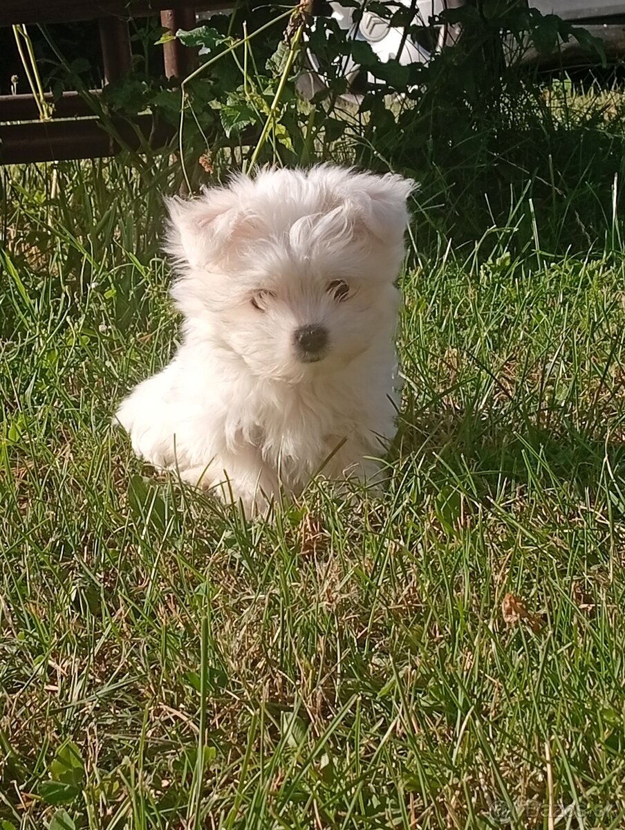 Maltezak