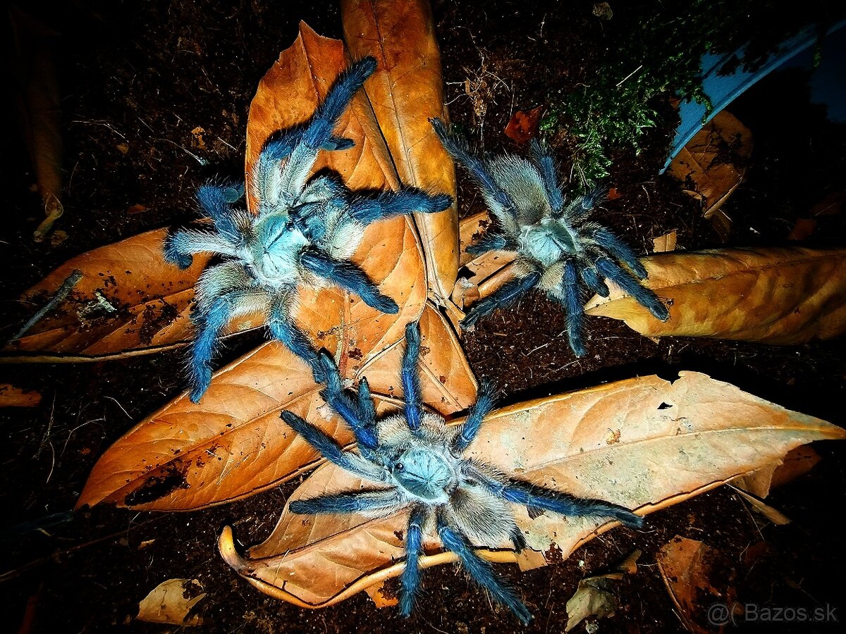 Pavúk, Vtáčkar , Tarantula , Monocentropus balfouri