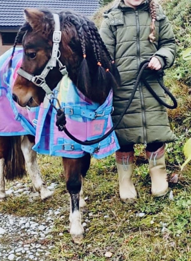 Belgický mini poník