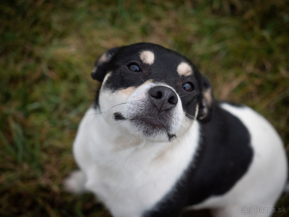 Jack Russell Terier - parson - ponuka na krytie