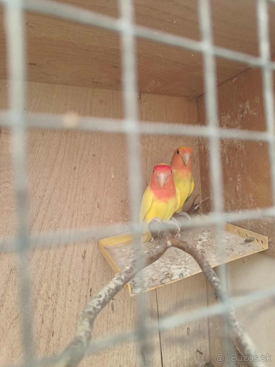 Agapornis ruzohrdly