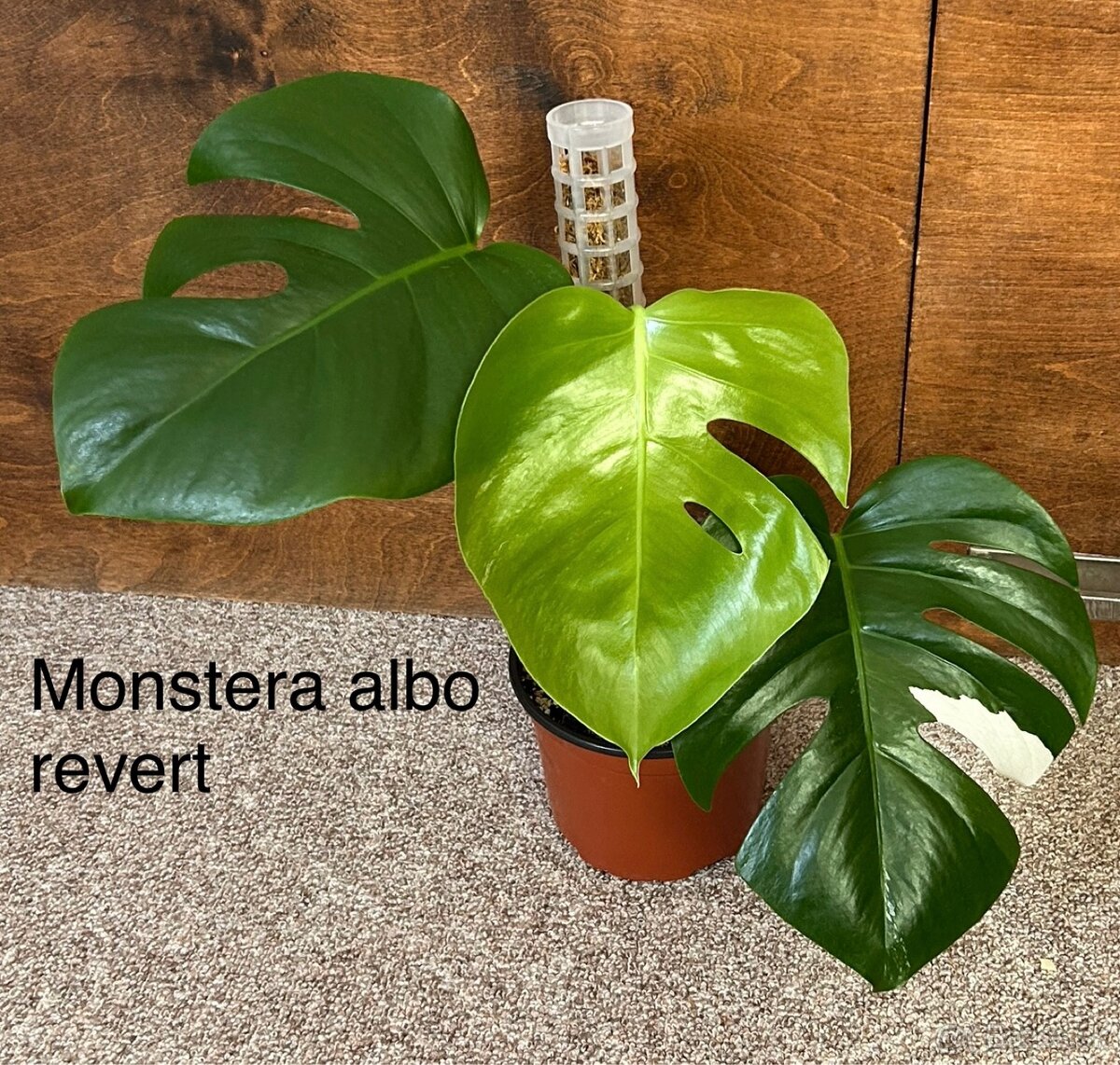 Monstera albo variegata revert