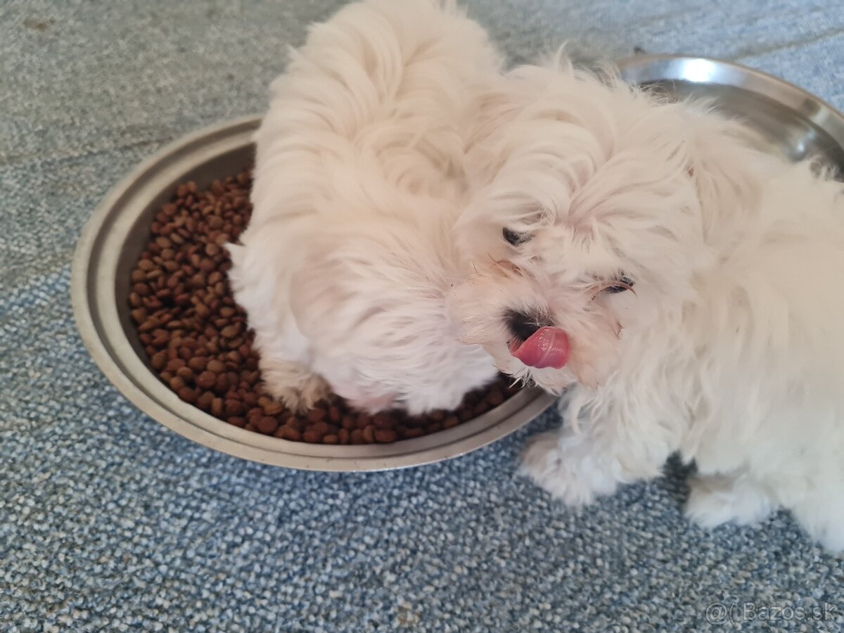 Mini maltezak