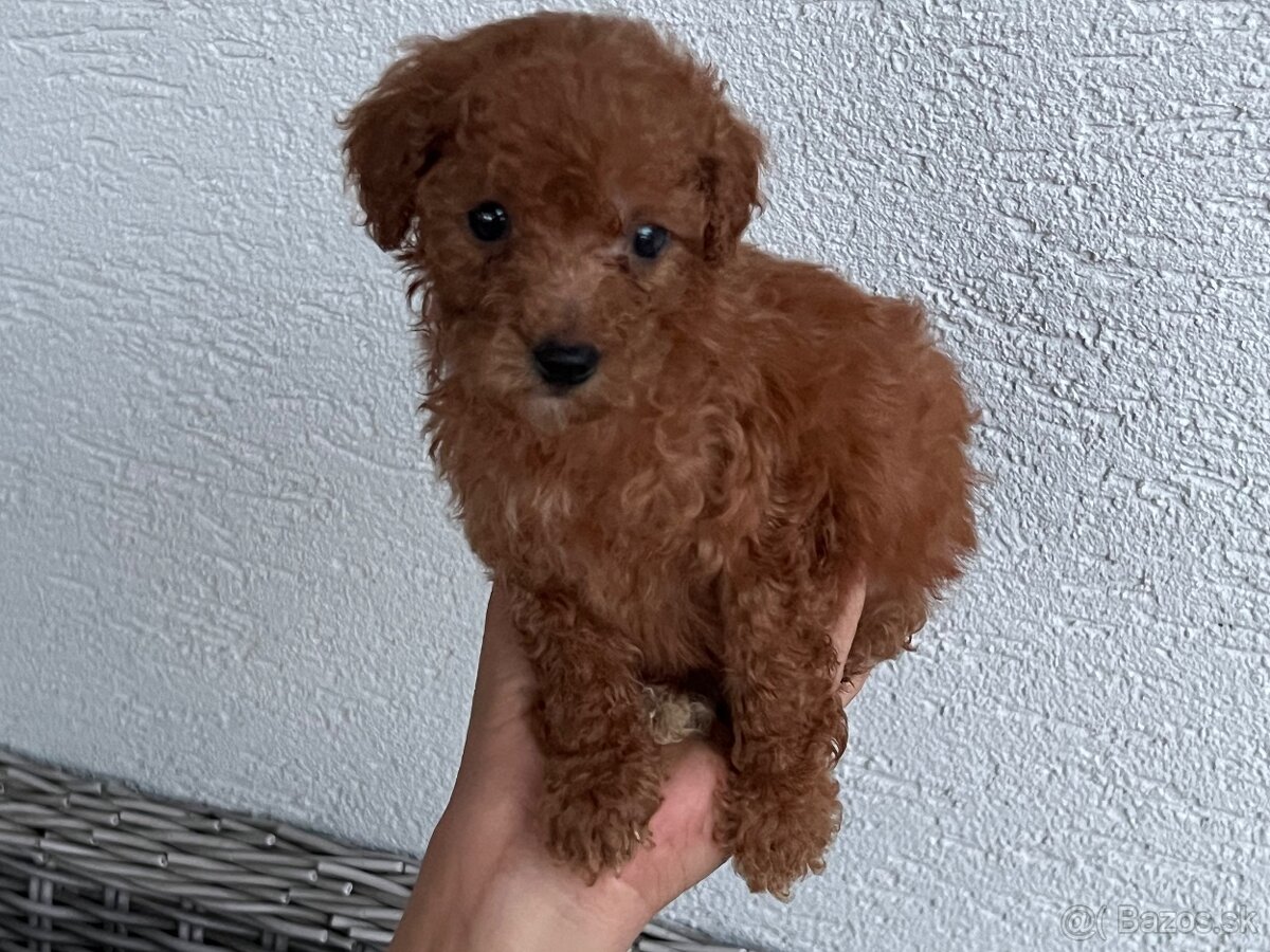 Pudel toy