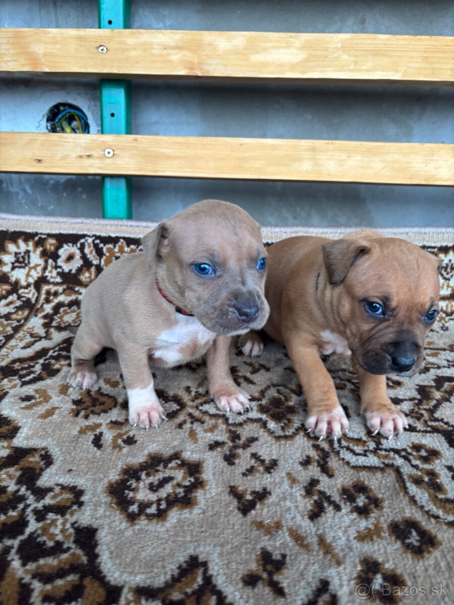 Americký stafordsirsky terier, Stafford, amstaf