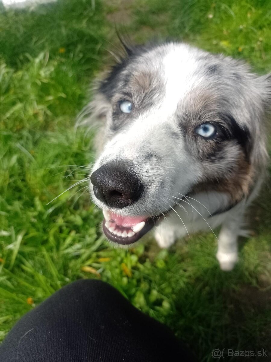 Border kólia, bordel collie, Blue merle