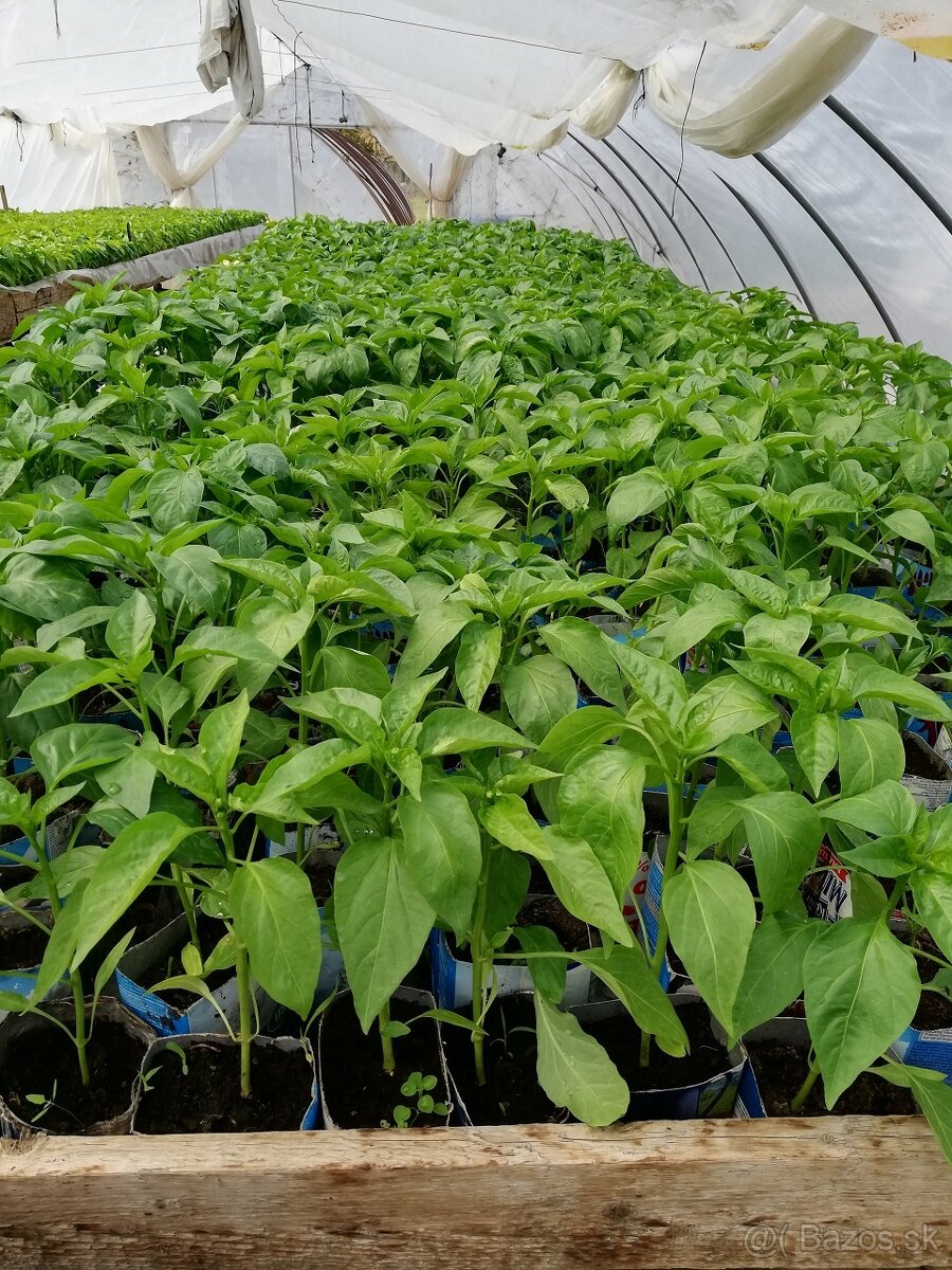 Priesady/planty papriky, rajčín a zeleru