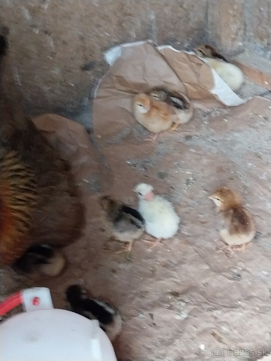 Kvočka s kuriatkami