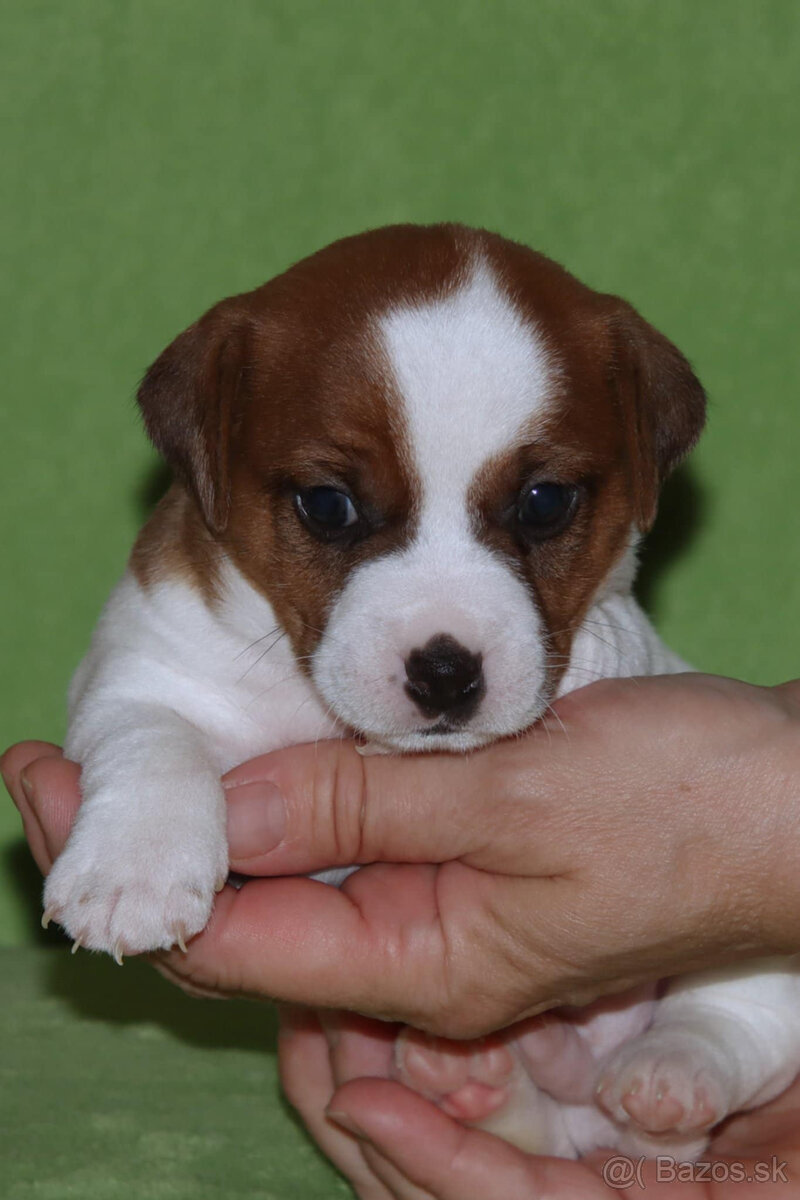 štěňata Jack Russell teriéra s PP