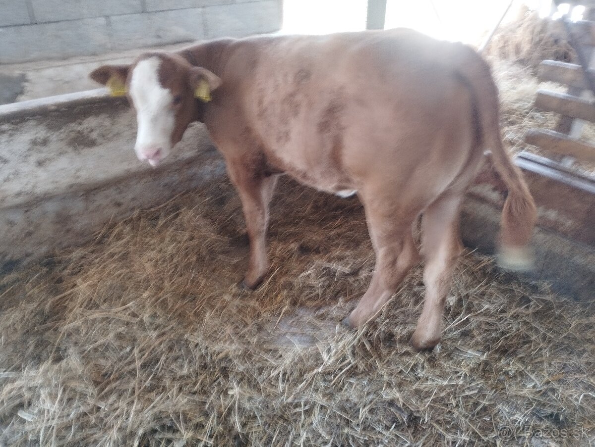 Jalovica SS X L