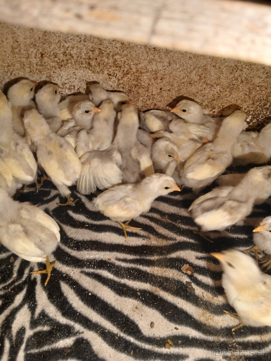 Predam kuriatka Araucana
