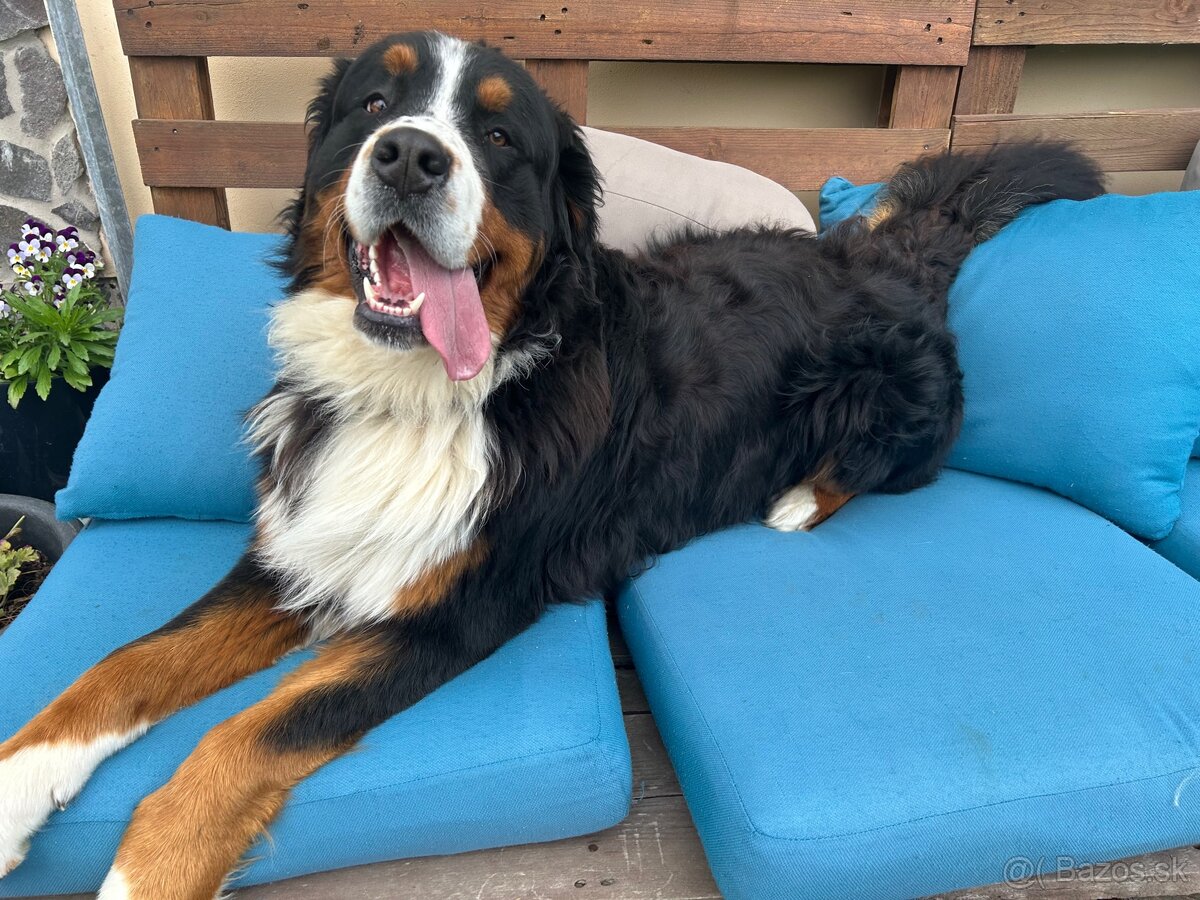 Bernsky salašnicky pes