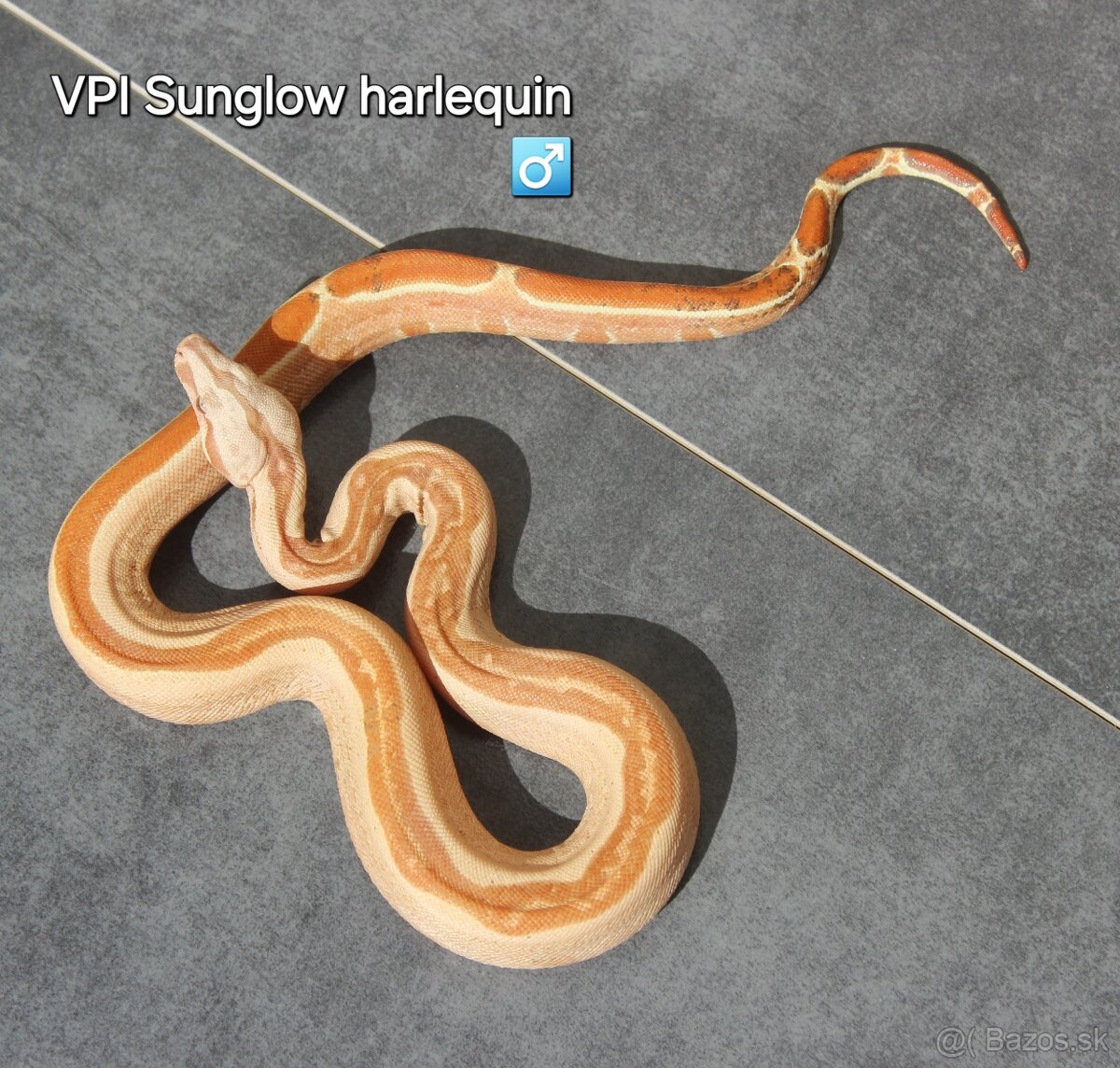 Boa constrictor "Harlequin"