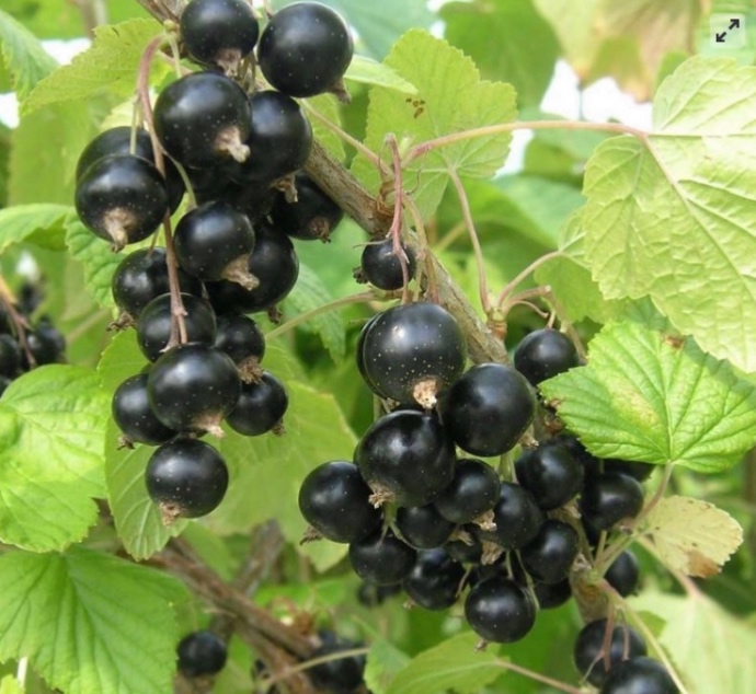 Ribezla cierna Tisel - krickova forma