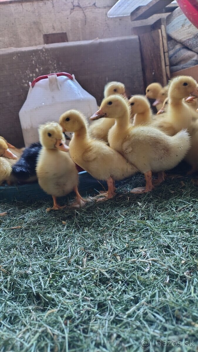 Kacka brojler kačiatka