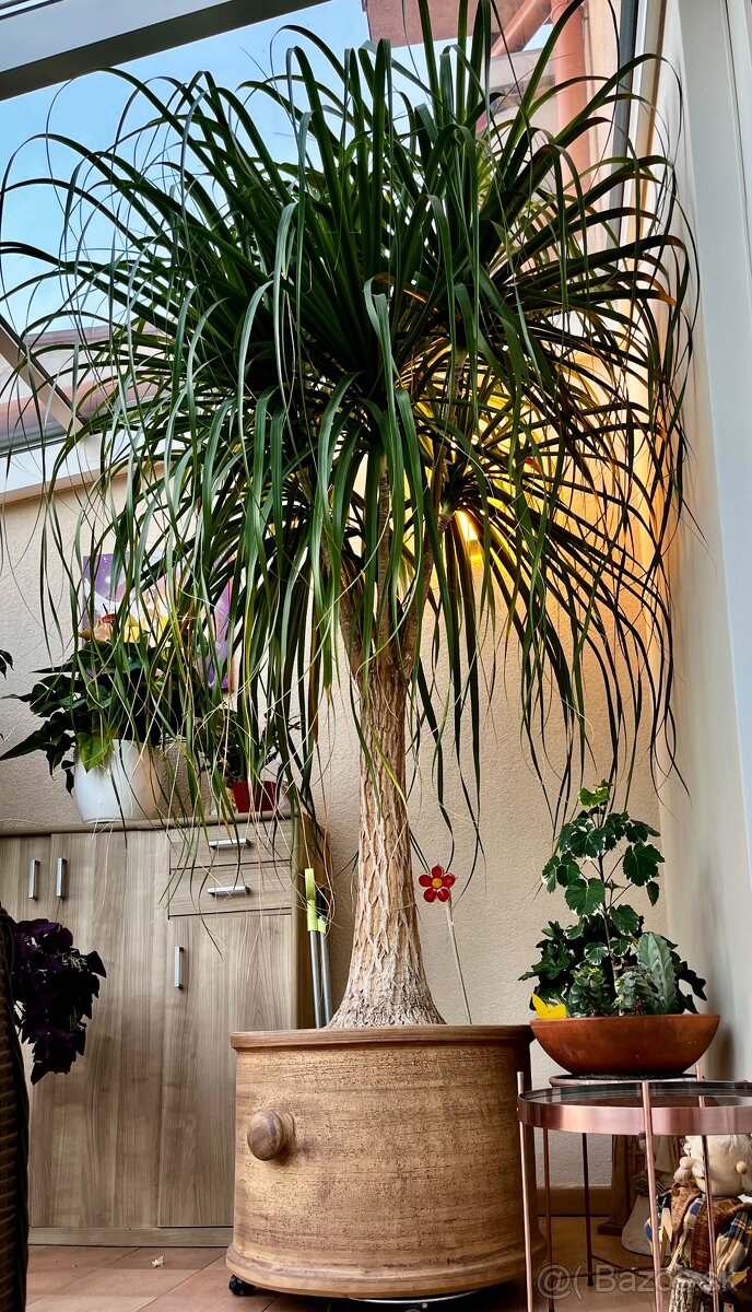 Na predaj: Slonia noha (Beaucarnea recurvata) - 15 rokov
