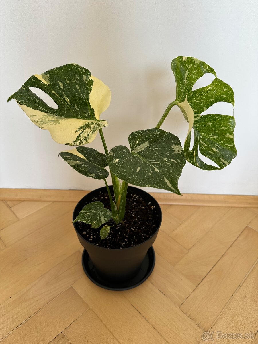 Monstera albo