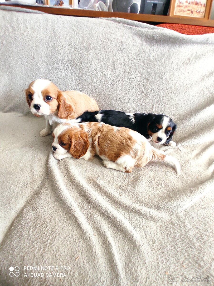 Cavalier steniatka
