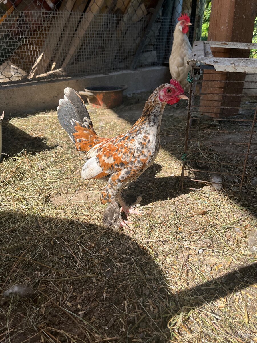 Liliputy