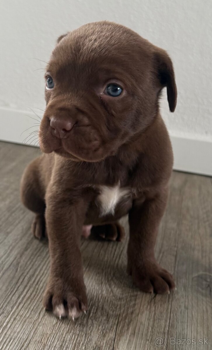 Bandog