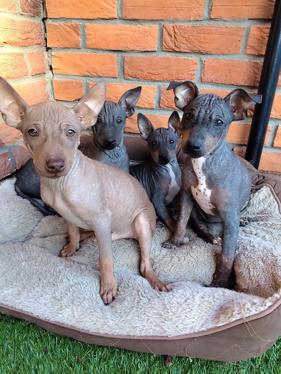 Americký bezsrstý teriér- šteniatka